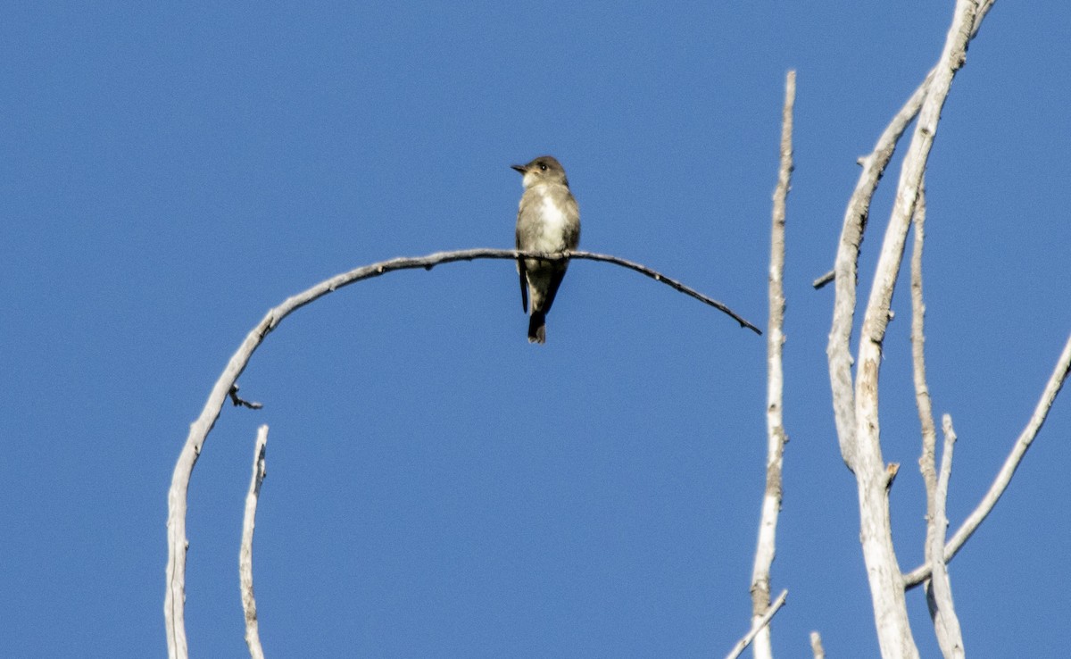 Olive-sided Flycatcher - ML640931637