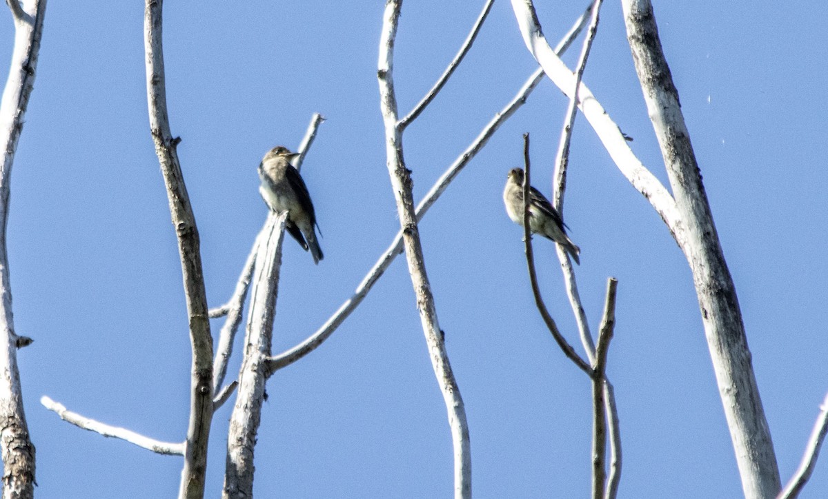 Olive-sided Flycatcher - ML640931638