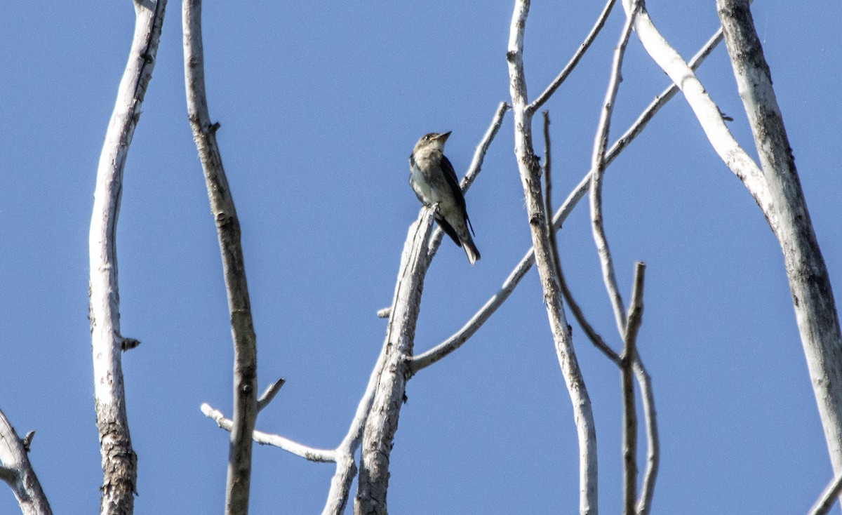 Olive-sided Flycatcher - ML640931640