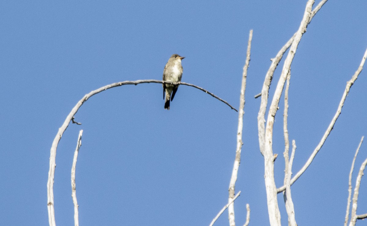Olive-sided Flycatcher - ML640931641