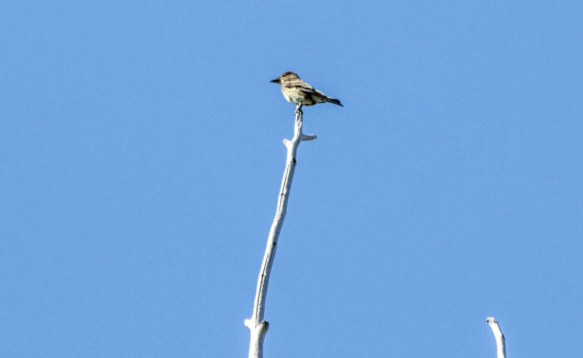 Olive-sided Flycatcher - ML640931642