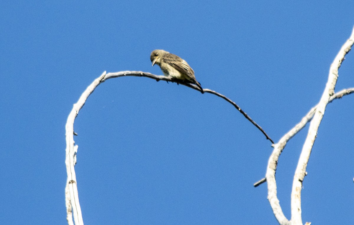 Olive-sided Flycatcher - ML640931645