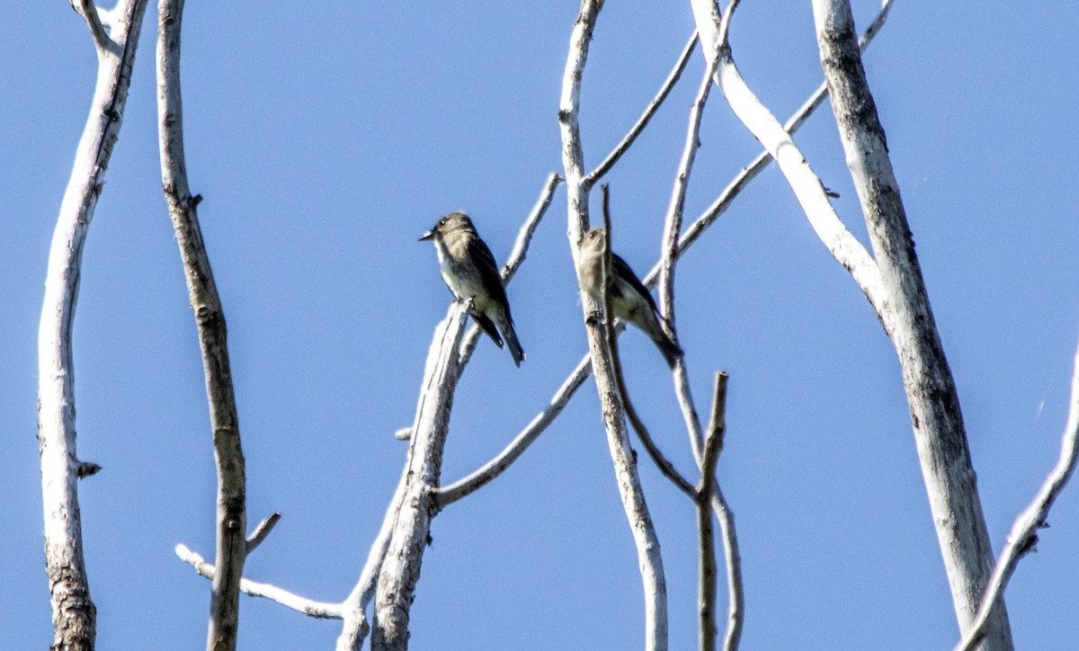 Olive-sided Flycatcher - ML640931646