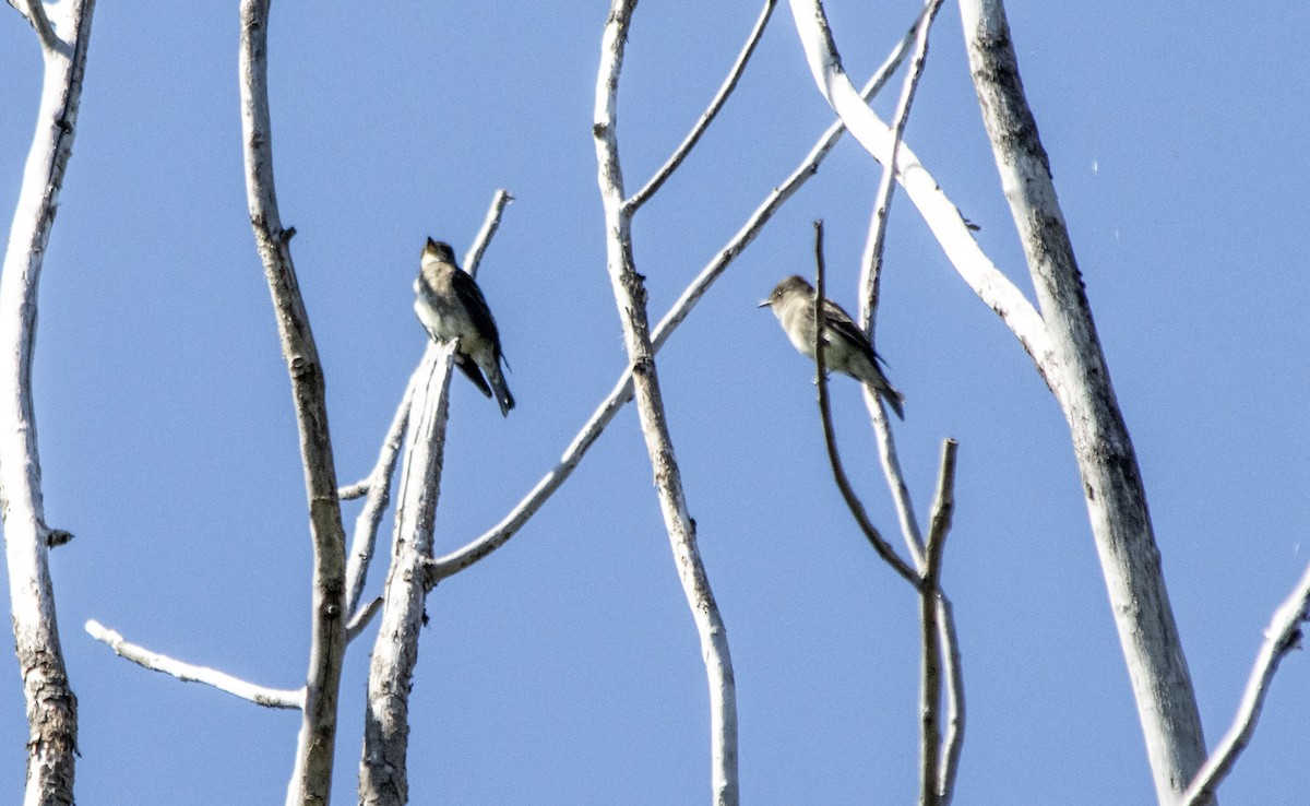 Olive-sided Flycatcher - ML640931647