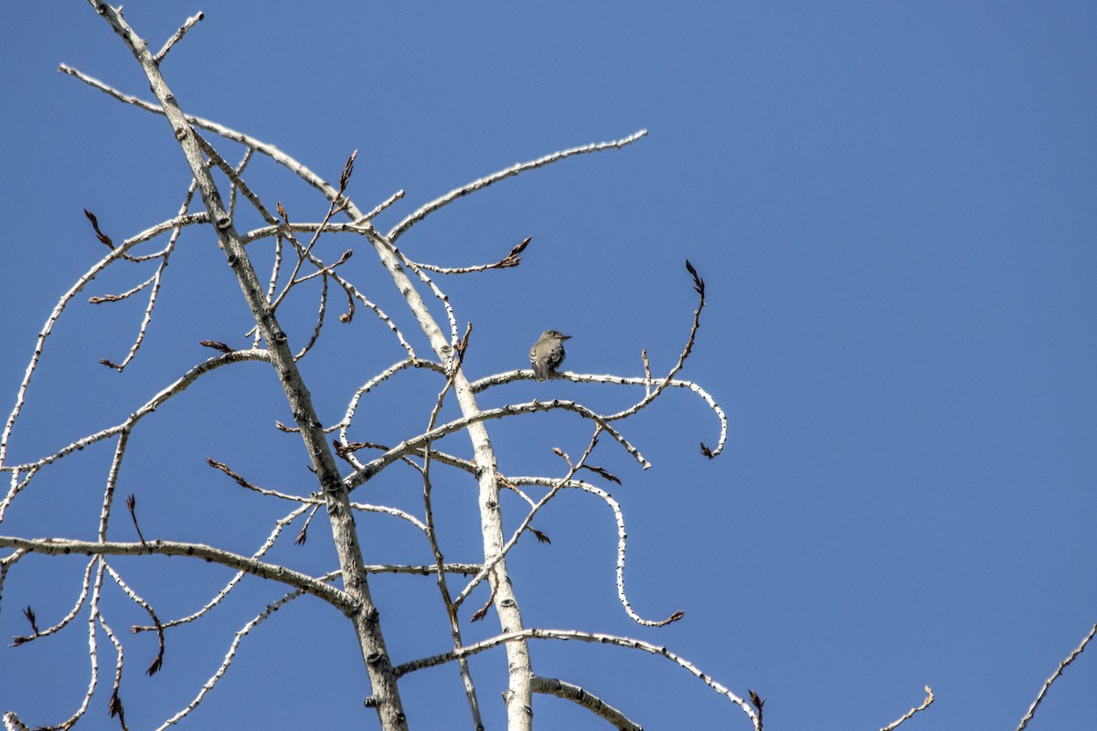 Olive-sided Flycatcher - ML640931648