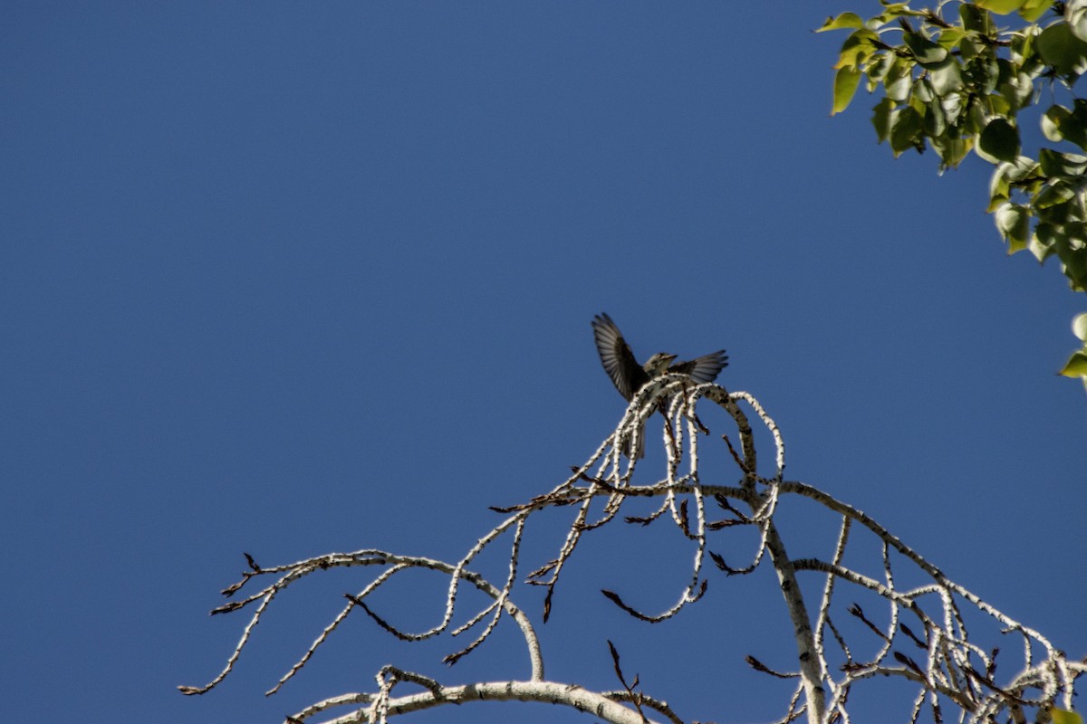 Olive-sided Flycatcher - ML640931649
