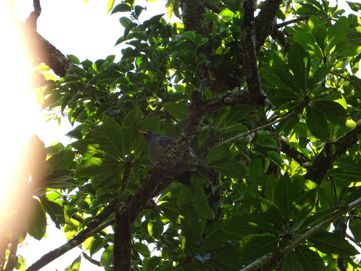 Reunion Bulbul - ML640931665
