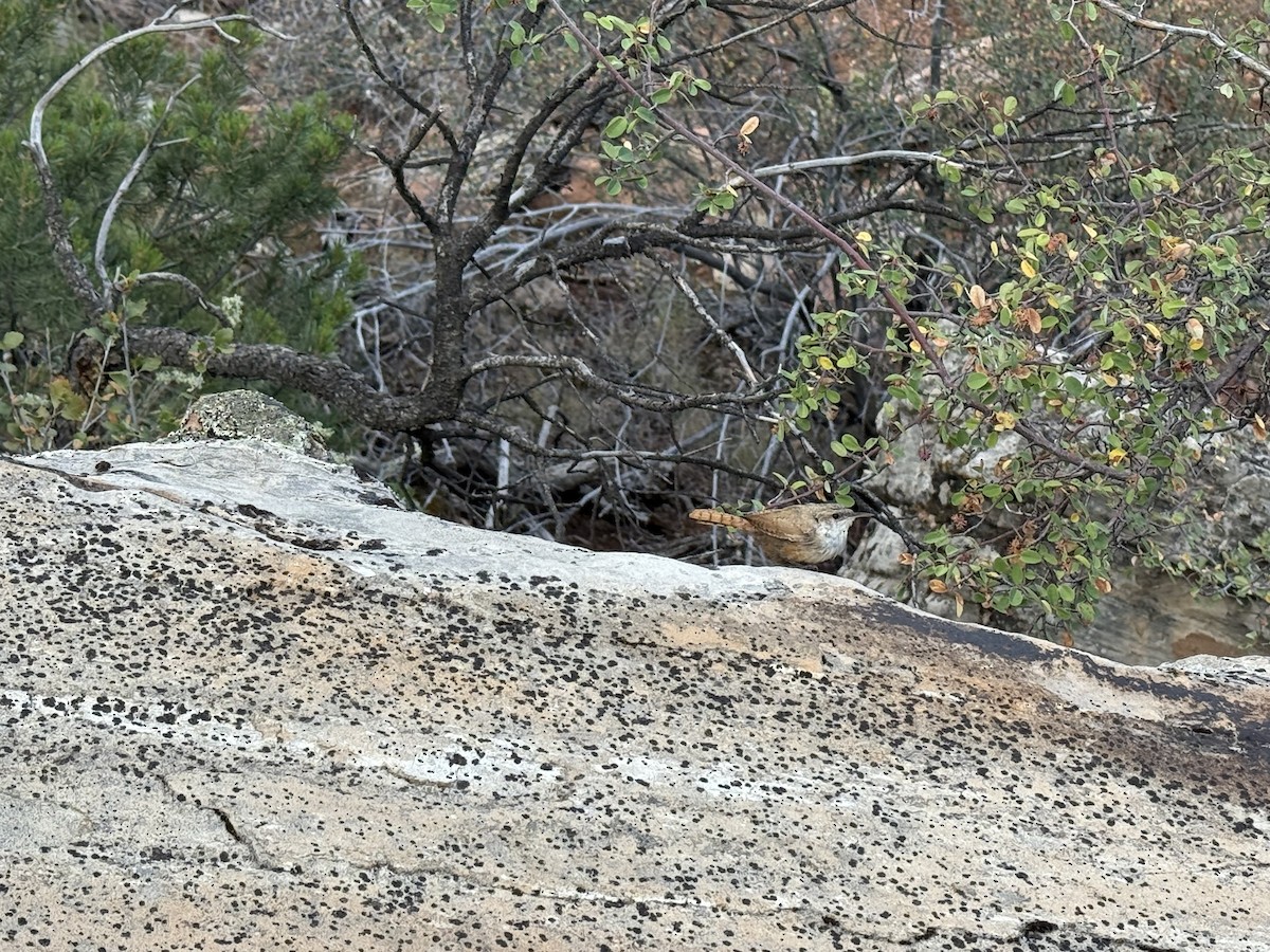 Canyon Wren - ML640931691