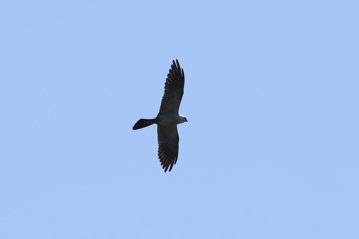 Mississippi Kite - ML640931723