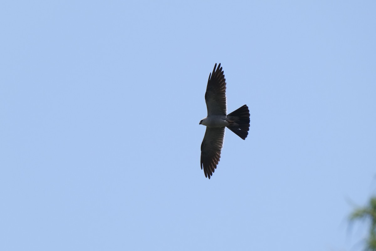Mississippi Kite - ML640931724