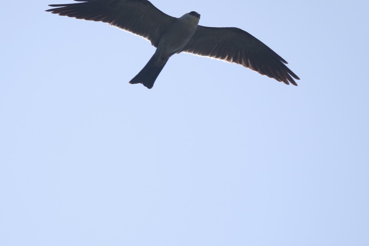 Mississippi Kite - ML640931725