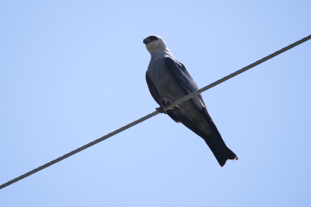 Mississippi Kite - ML640931727