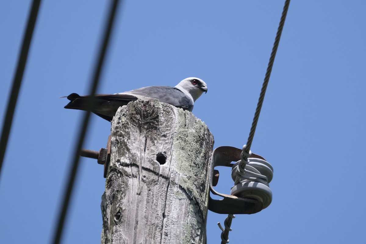 Mississippi Kite - ML640931728