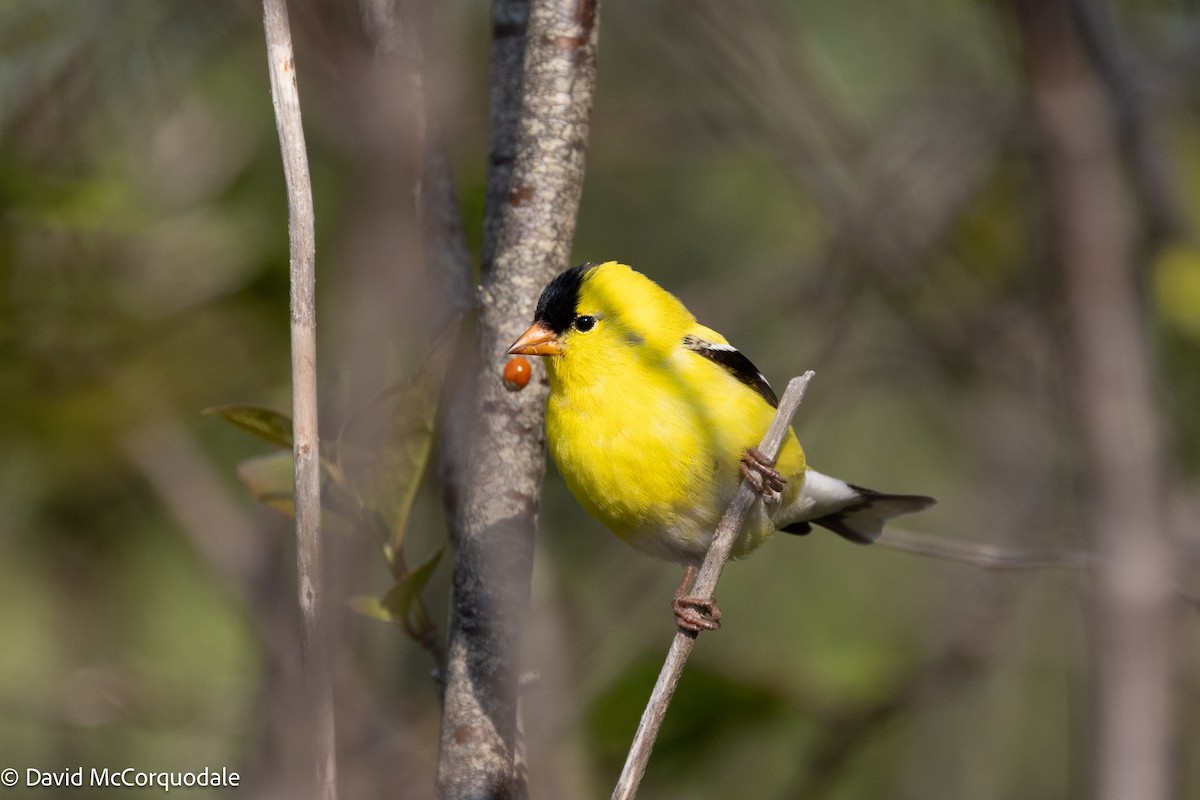 American Goldfinch - ML640931816