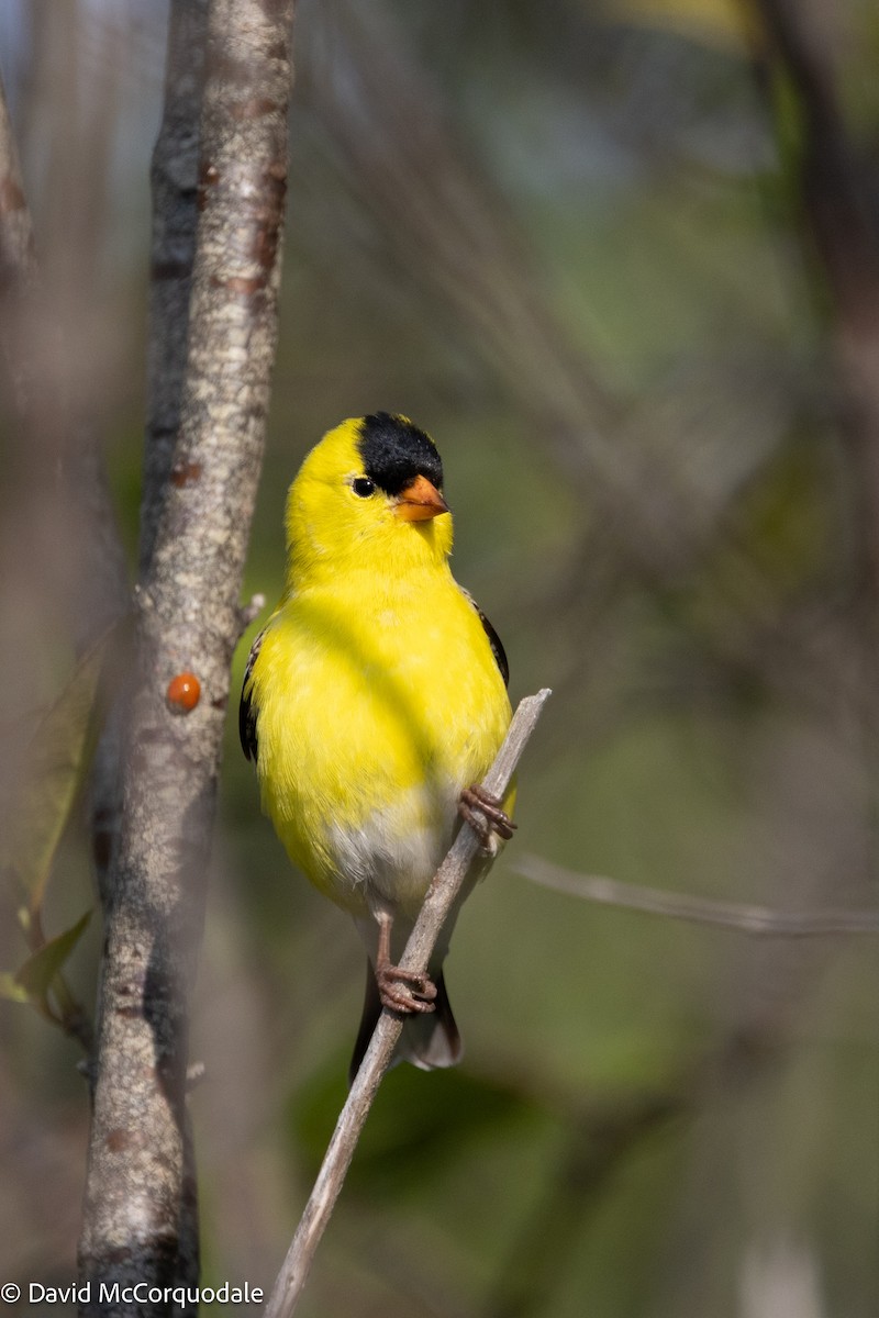 American Goldfinch - ML640931817