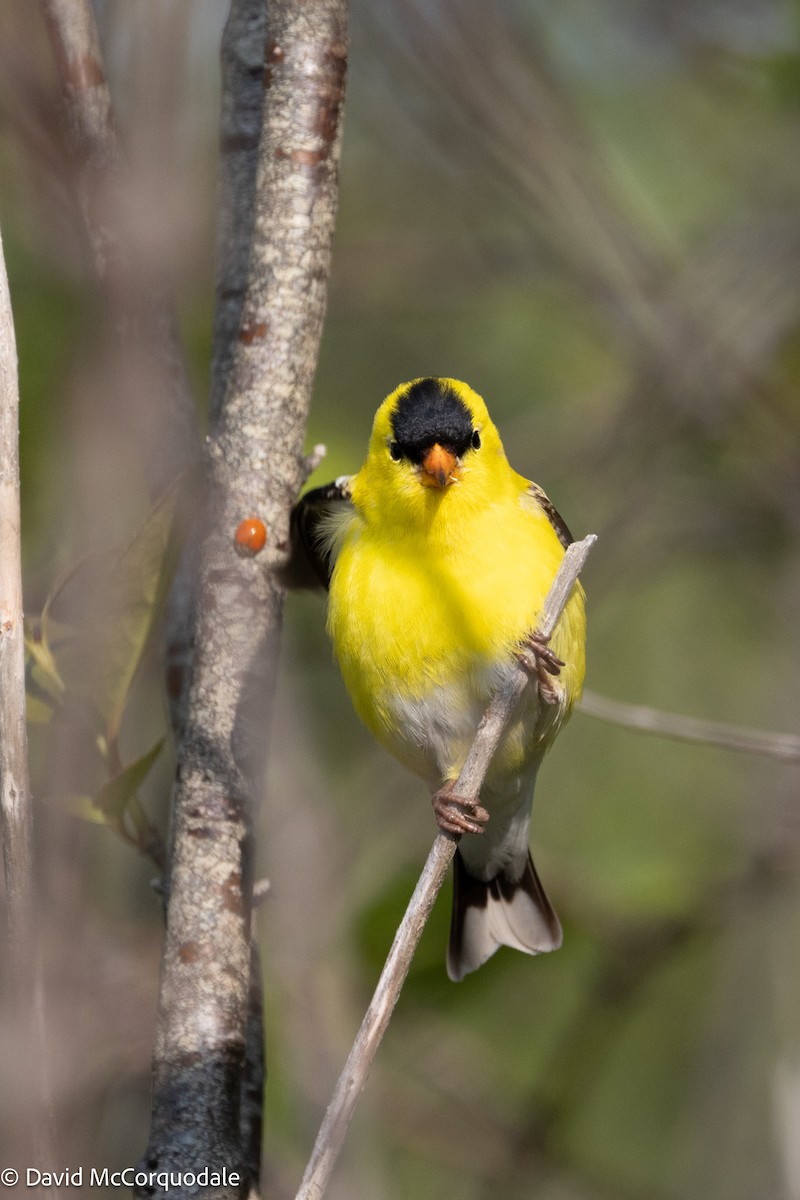 American Goldfinch - ML640931818