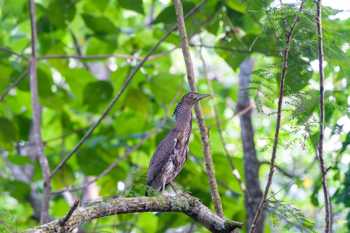 Malayan Night Heron - ML640931822
