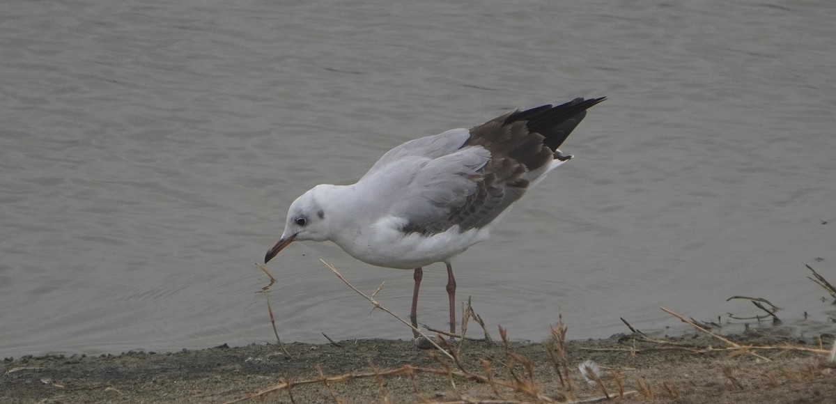 Gray-hooded Gull - ML640931876