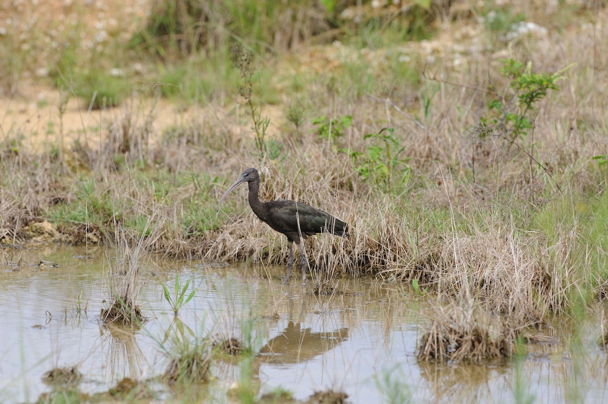 Glossy Ibis - ML640931920