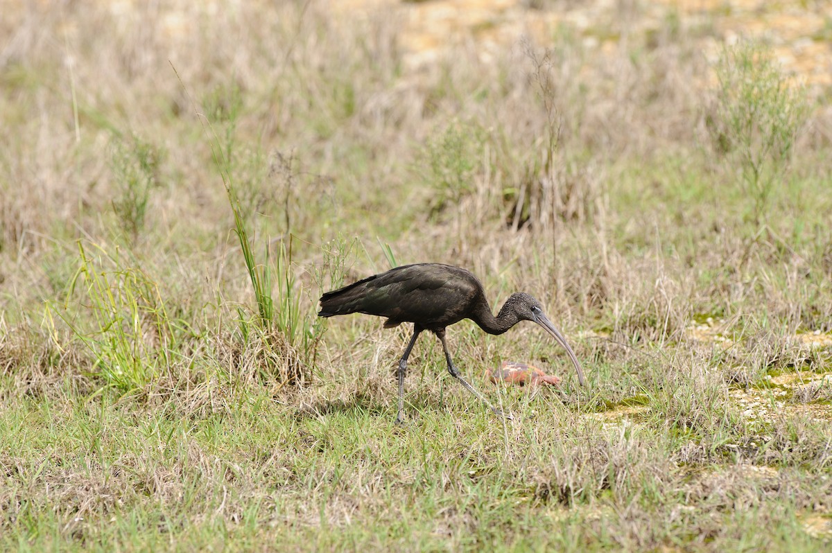 Glossy Ibis - ML640931921