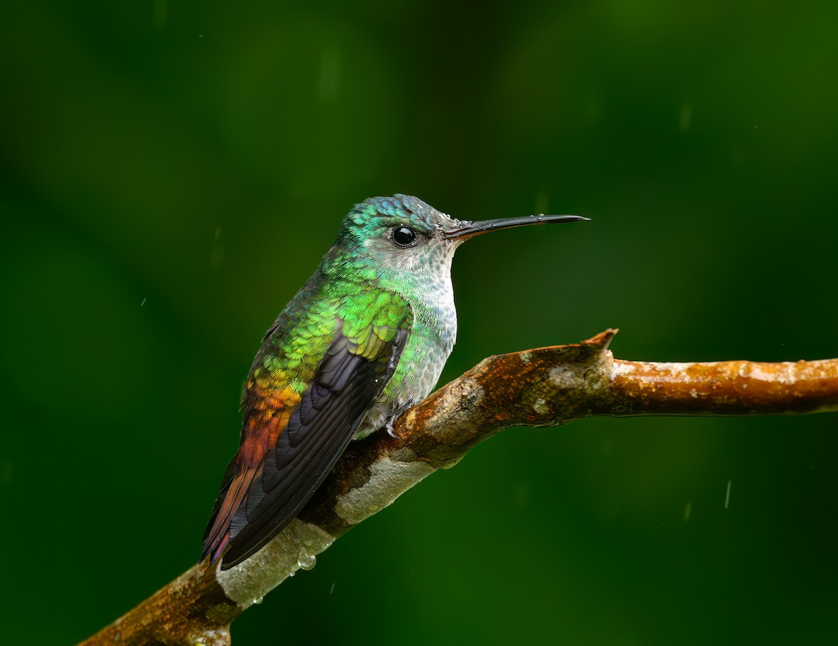 Golden-tailed Sapphire - ML640931922