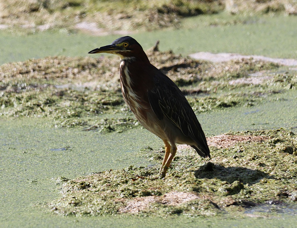 volavka zelenavá - ML640931982