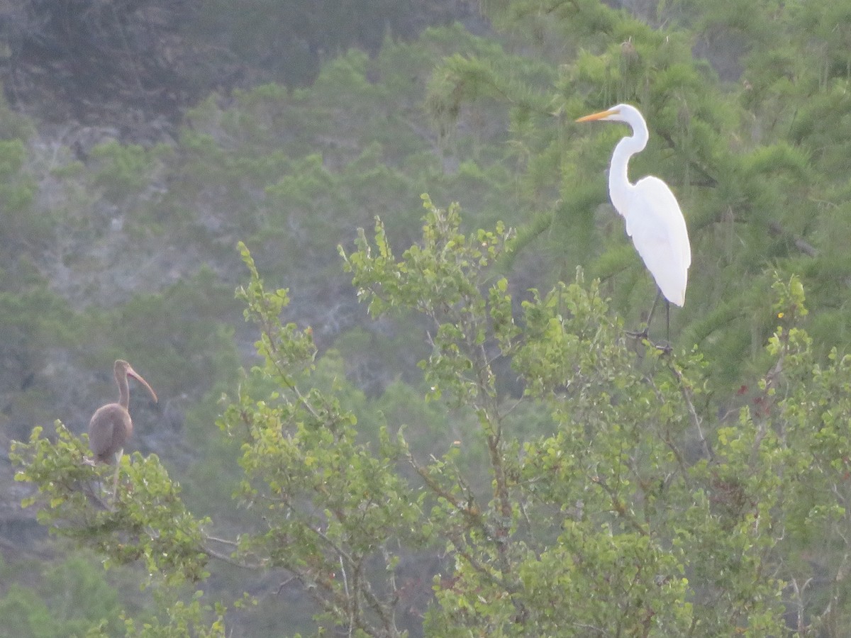 Great Egret - ML640932022