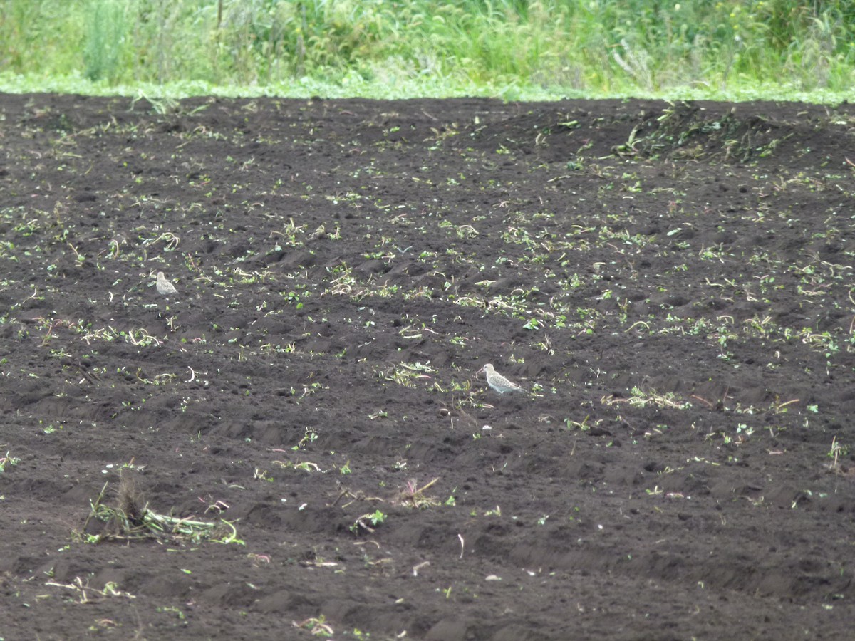 gulbrystsnipe - ML640932030
