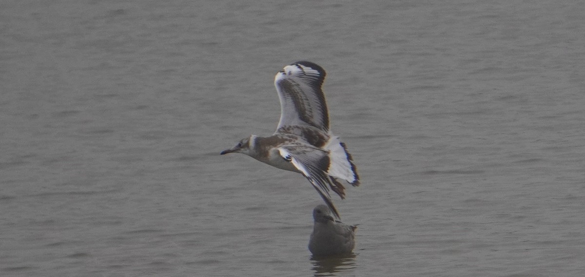 Gray-hooded Gull - ML640932032