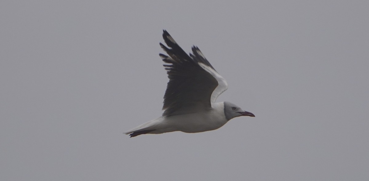 Gray-hooded Gull - ML640932033