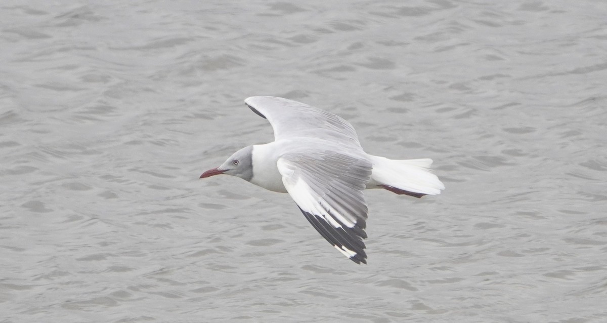 Gray-hooded Gull - ML640932034