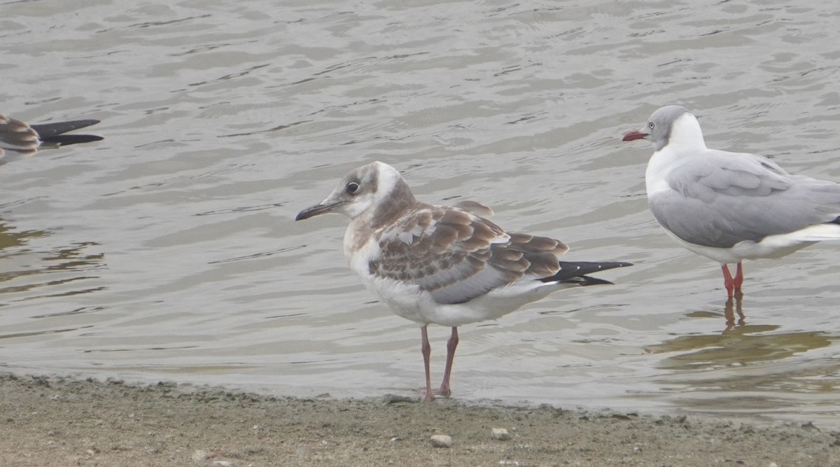 Gray-hooded Gull - ML640932036