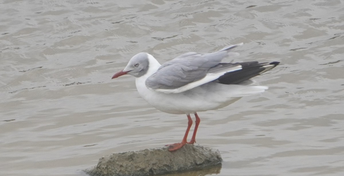 Gray-hooded Gull - ML640932037