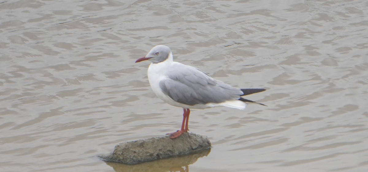 Gray-hooded Gull - ML640932038