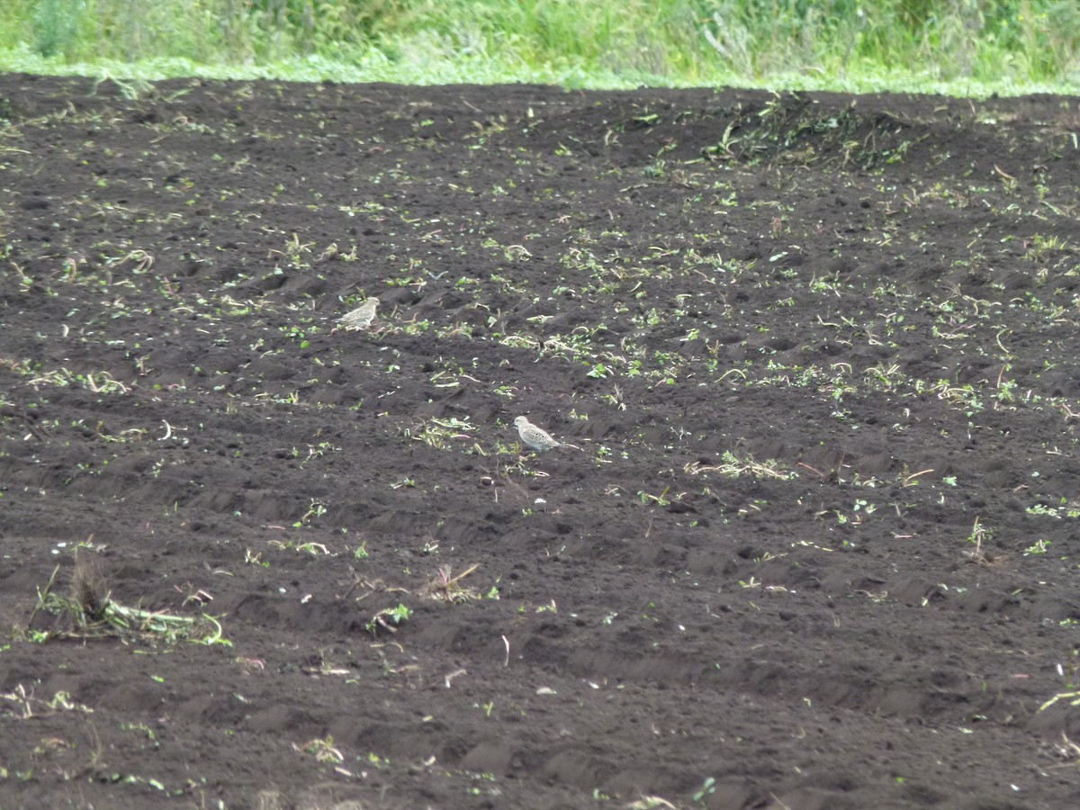 gulbrystsnipe - ML640932044