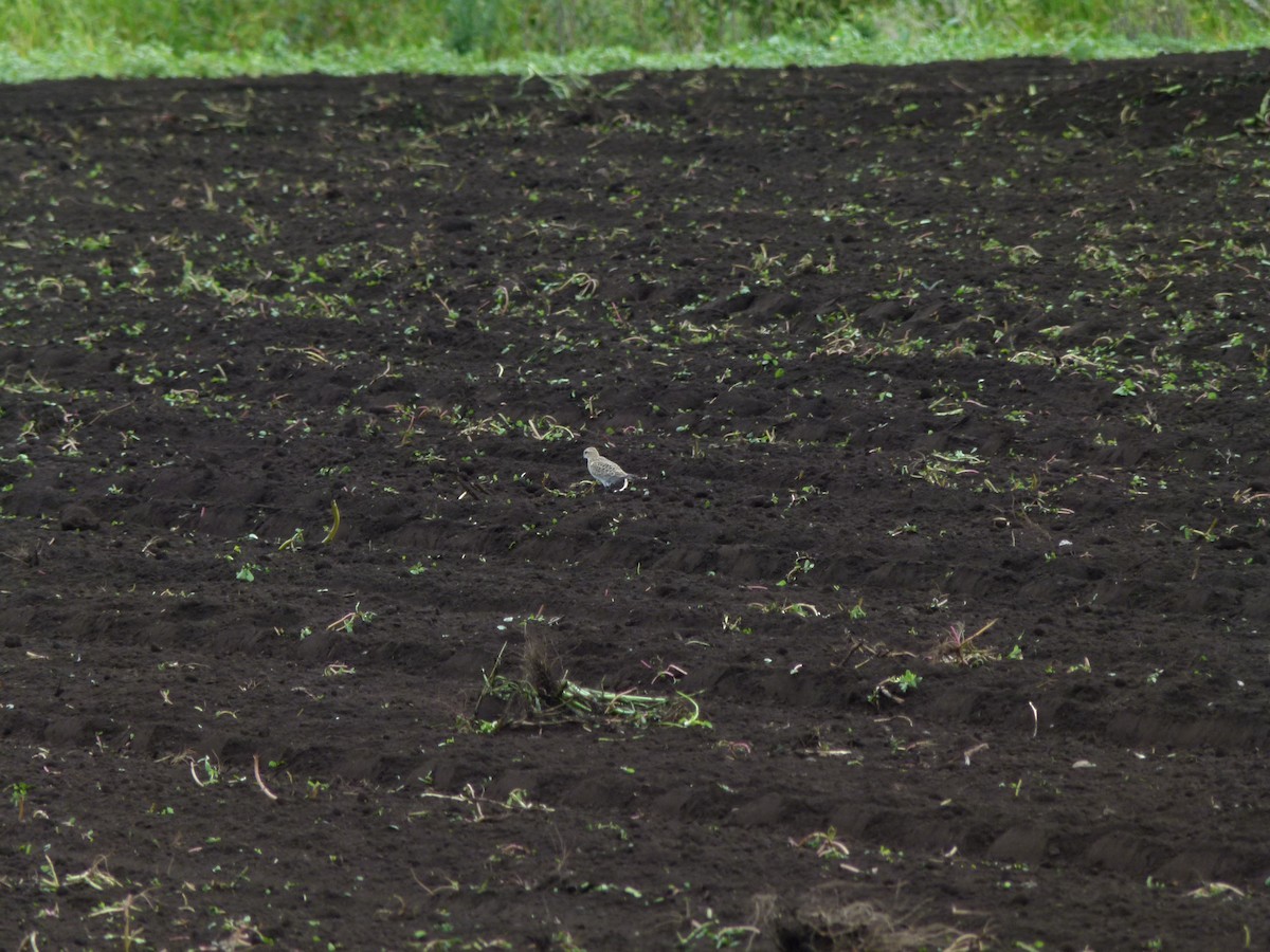 gulbrystsnipe - ML640932064