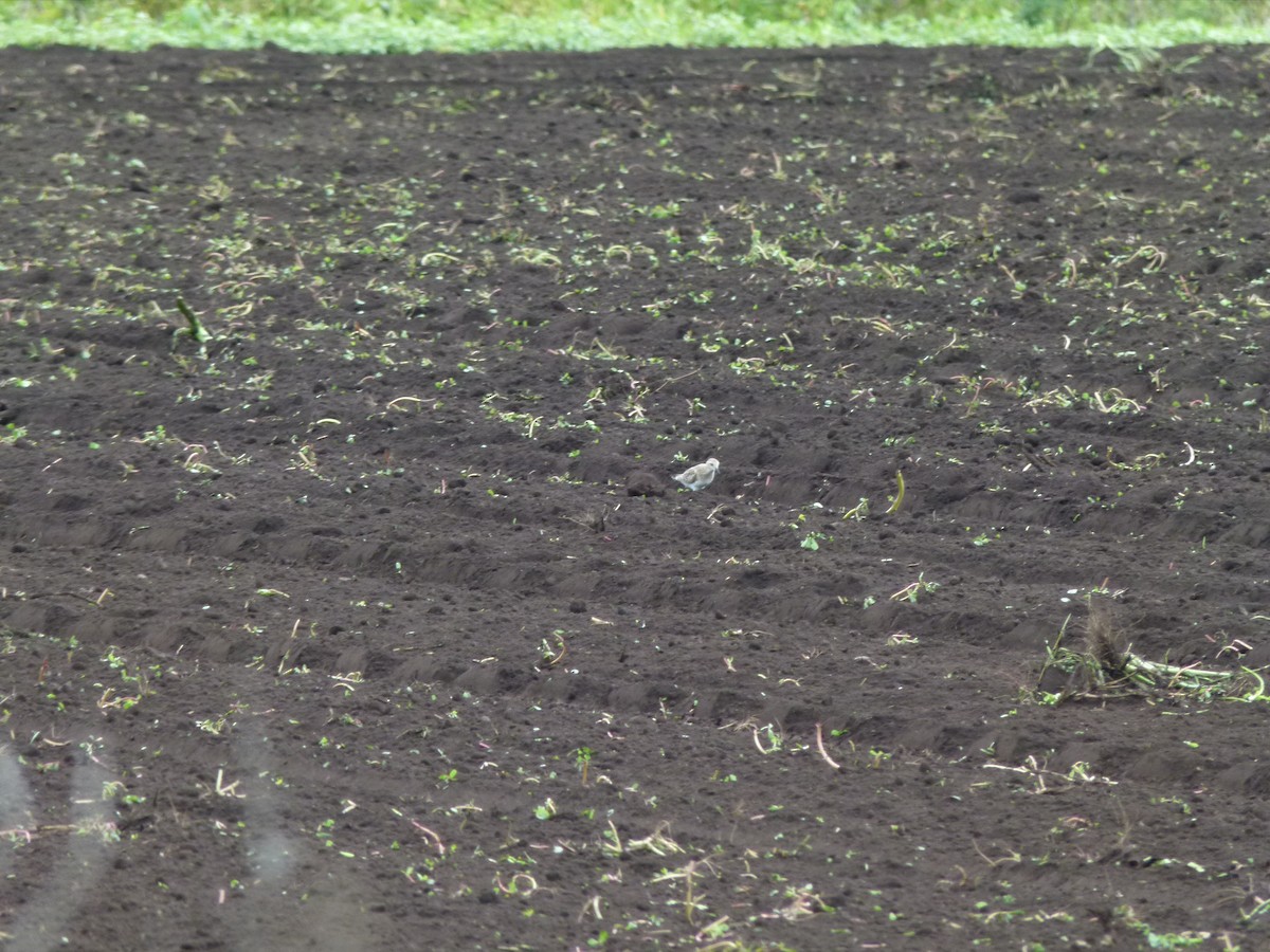 gulbrystsnipe - ML640932077
