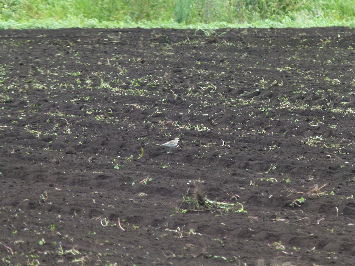 gulbrystsnipe - ML640932081