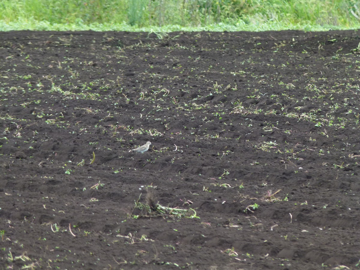 gulbrystsnipe - ML640932082