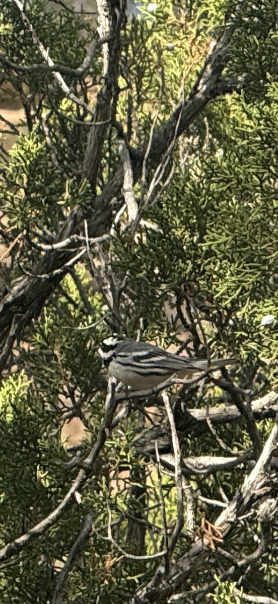 Black-throated Gray Warbler - ML640932089