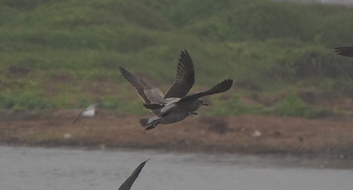 Gray Gull - ML640932105