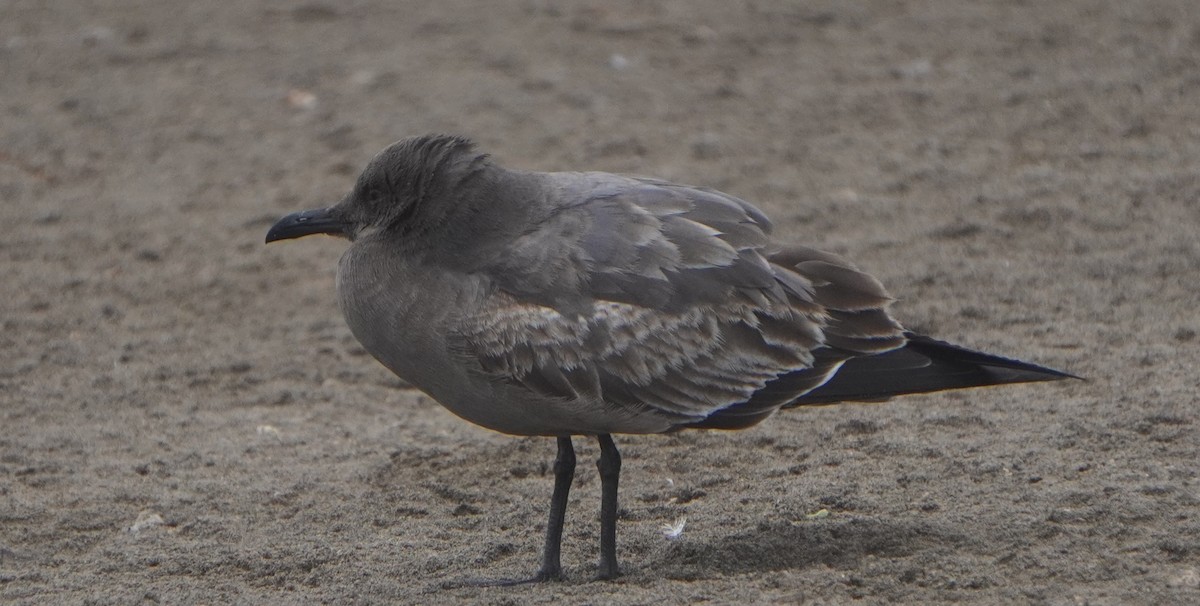 Gray Gull - ML640932107