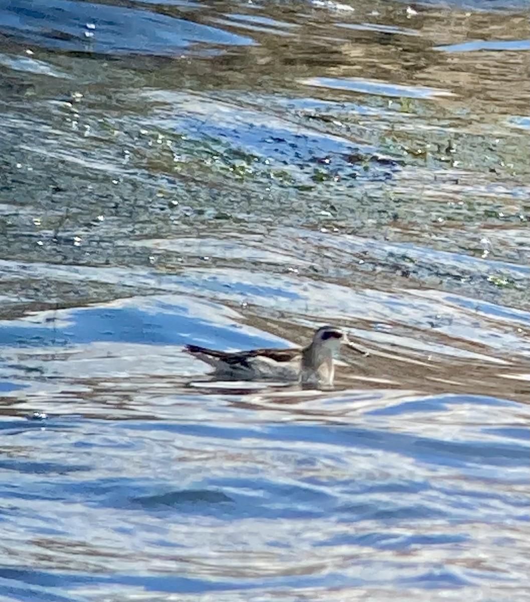 Red-necked Phalarope - ML640932143