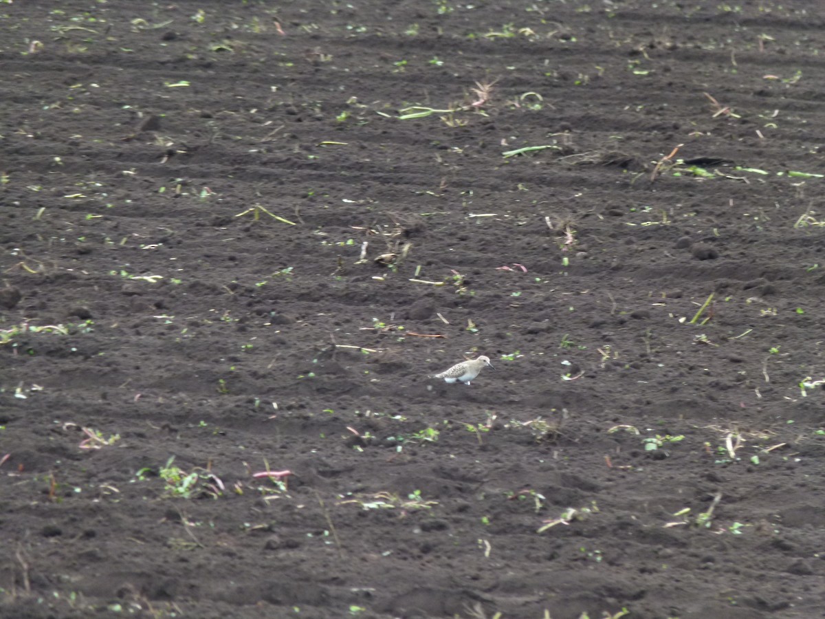 gulbrystsnipe - ML640932150