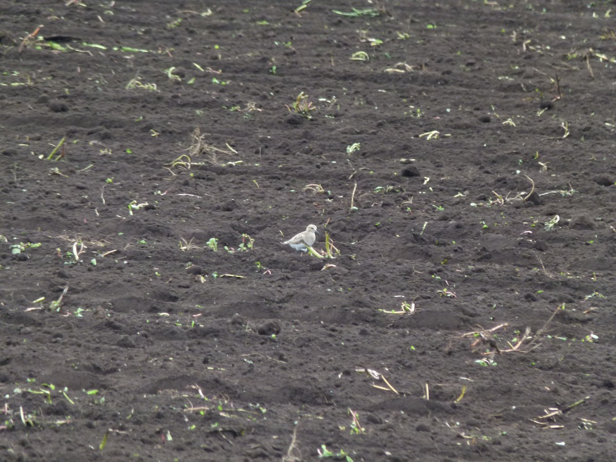 gulbrystsnipe - ML640932153