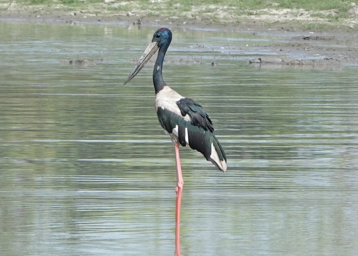 Black-necked Stork - ML640932155