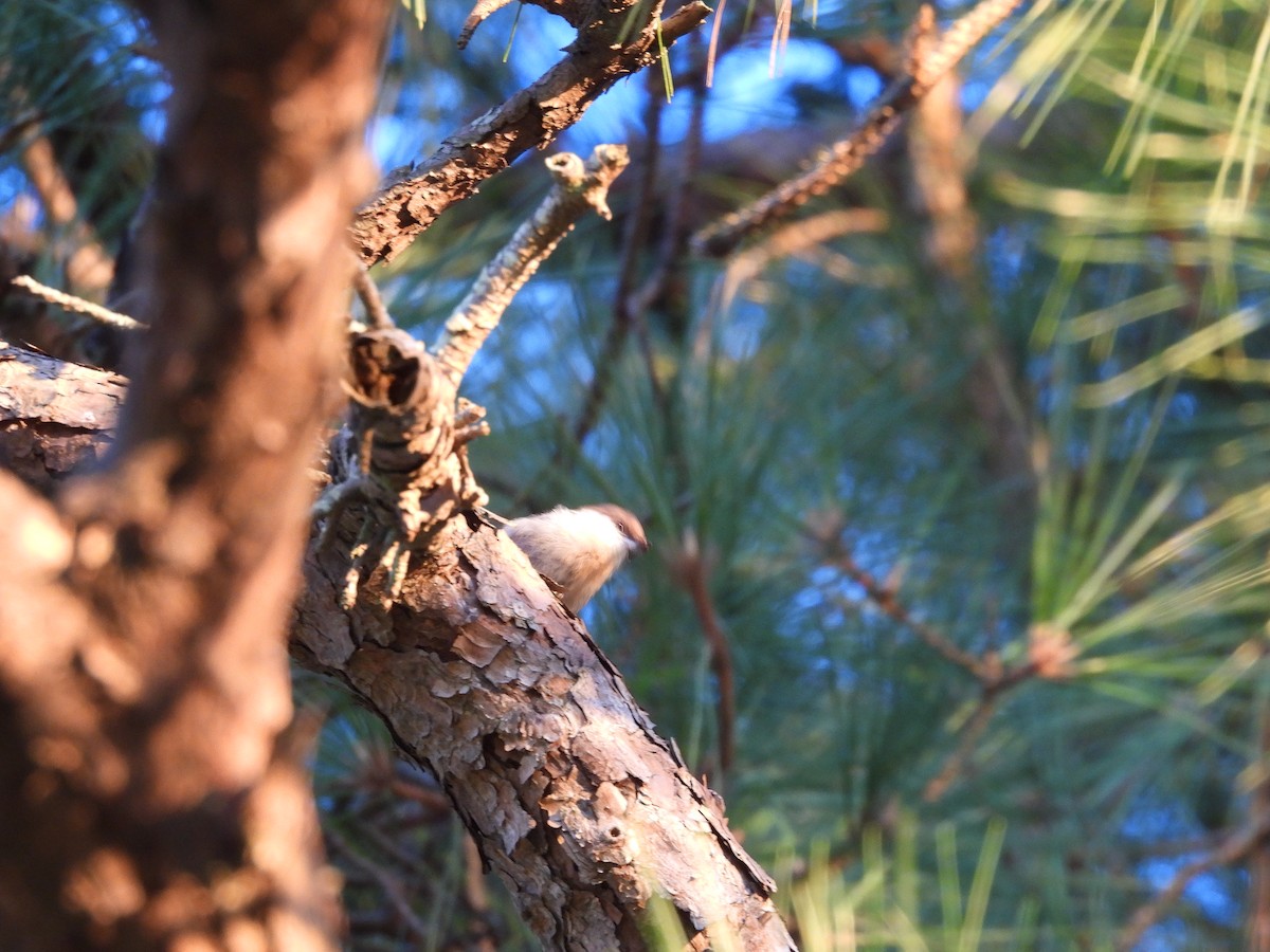 Brown-headed Nuthatch - ML640932176