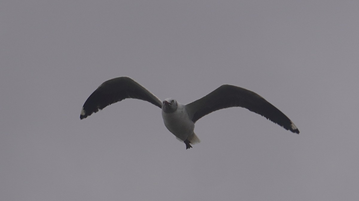 Gray-hooded Gull - ML640932206