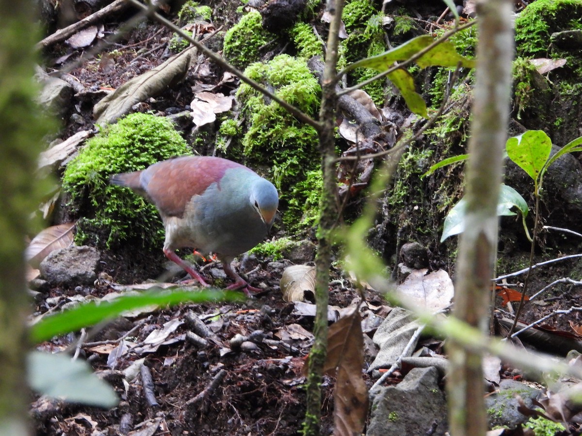 Buff-fronted Quail-Dove - ML640932270
