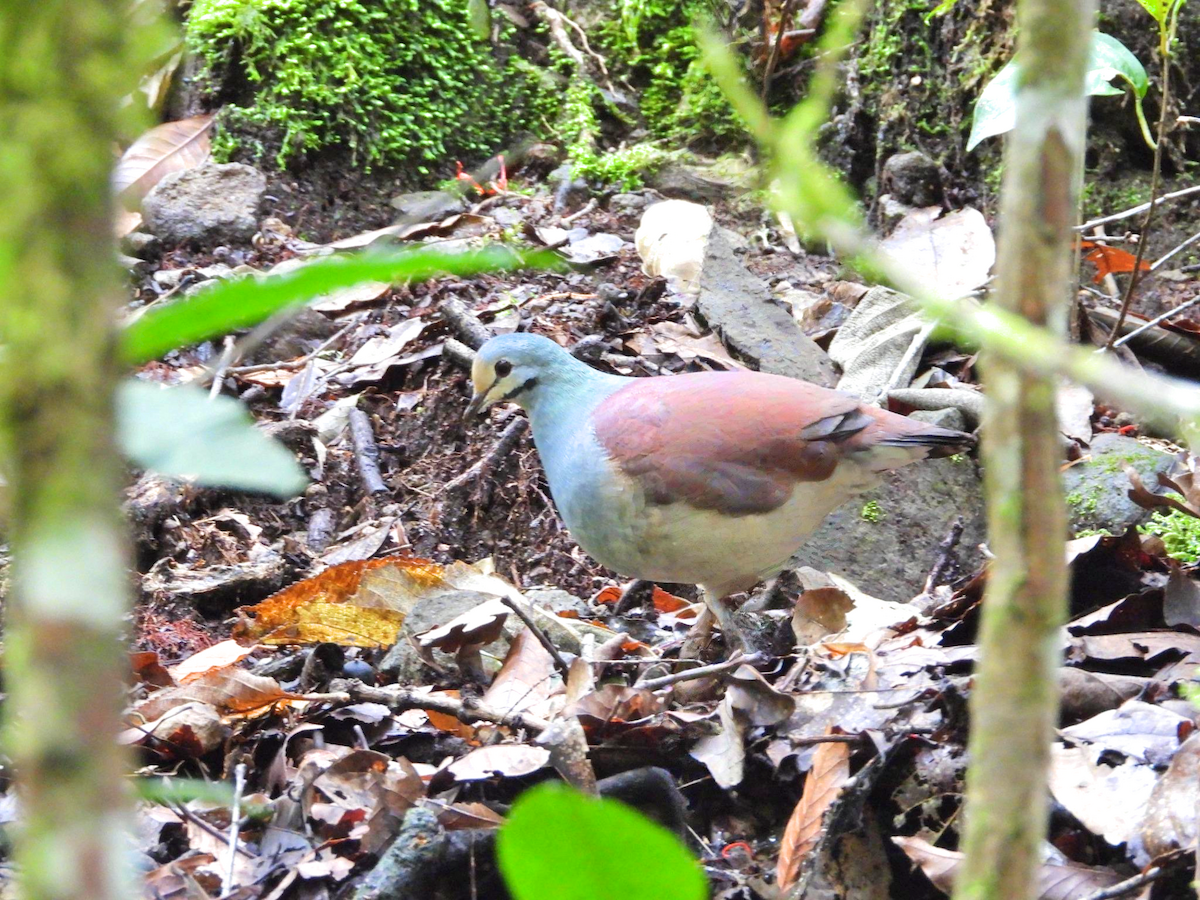 Buff-fronted Quail-Dove - ML640932272